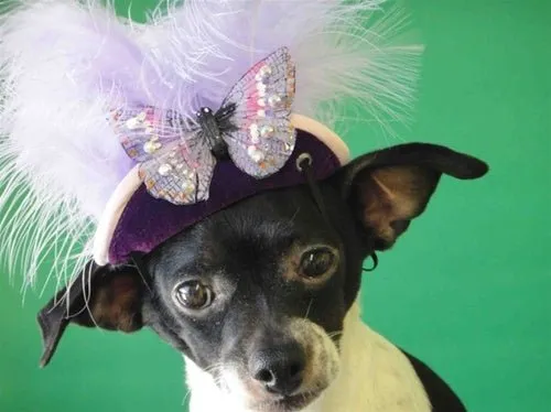 Light Purple Feather, Silver Butterfly Purple Hat - Cat or Dog